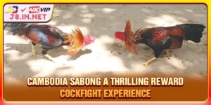 Cambodia Sabong