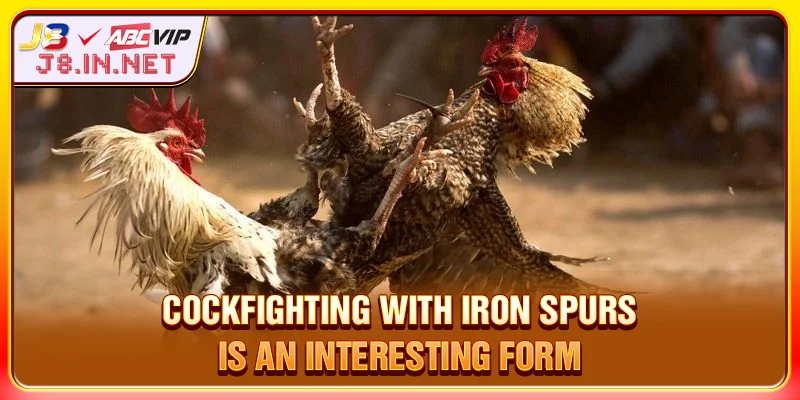 Cockfighting with iron spurs is an interesting form
