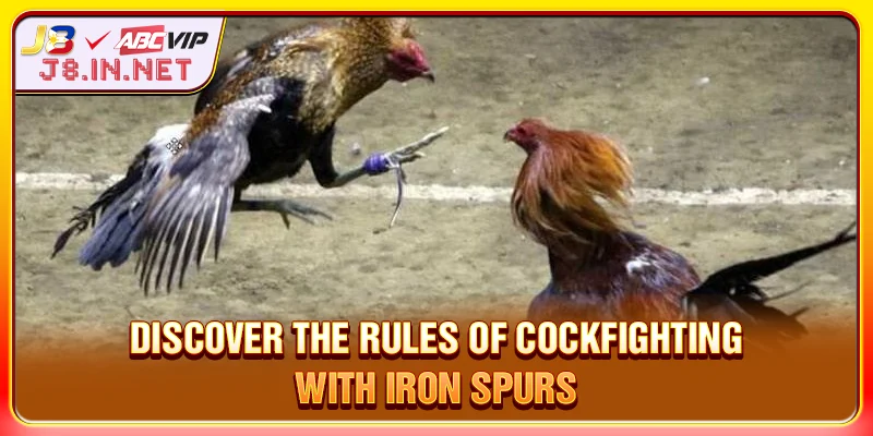 Discover the rules of cockfighting with iron spurs
