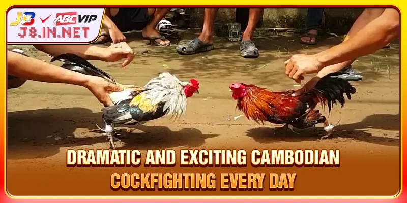 Dramatic and exciting Cambodian cockfighting every day