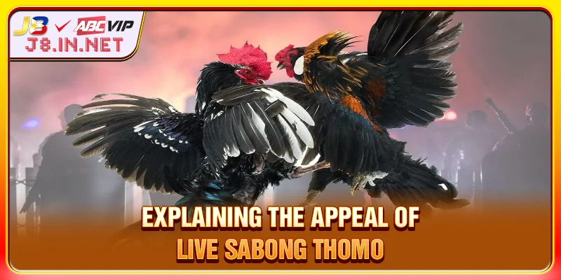 Explaining the appeal of Live Sabong Thomo