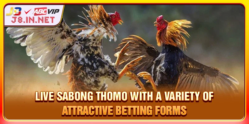 Live Sabong Thomo with a variety of attractive betting forms