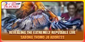 Live Sabong Thomo